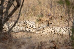 Cheetah Radha release: A Smart Move for Conservation