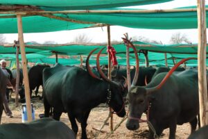 Drought-Affected Talukas: The Worst Impact on Farmers Revealed