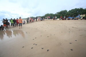 Egg-laying sea turtle: Worst tourists spark global outrage