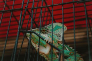 Illegal Wildlife Trade: Proven AI Solutions to Combat It