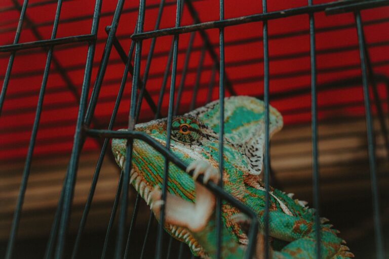 Illegal Wildlife Trade: Proven AI Solutions to Combat It